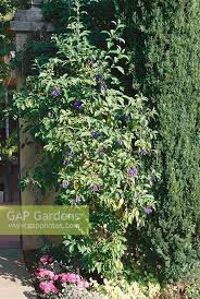Image result for Iochroma cyaneum