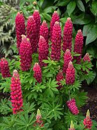 Lupine Mini Gallery Red Lupinus Lupine Flowers Partial Shade Plants Lupines