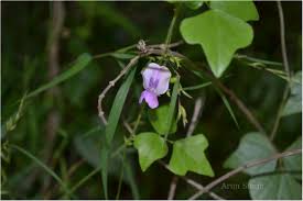 Image result for Dolichos trilobus