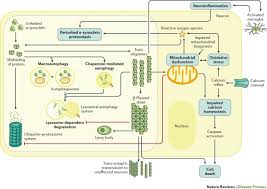Parkinson Disease Nature Reviews Disease Primers