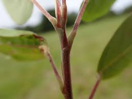 Image result for Grona heterocarpos