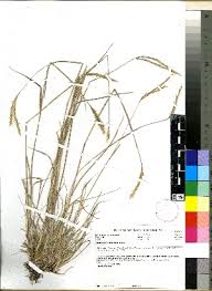 Image result for Andropogon amethystinus