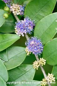 Image result for Memecylon