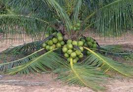 Timbalan ketua pengarah mardi dr kamariah long berkata, kelapa sangat sinonim dengan ungkapan 'pokok kehidupan'. Kelapa Matag