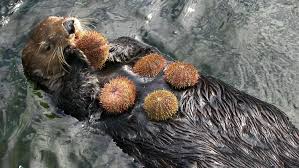 sea otters – The Ecological Society of America