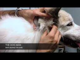 How To Treat Matted Fur Videos Dogtime Matted Dog Hair Pyranees Dog Dog Fur