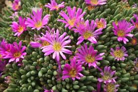 Image result for Delosperma spp.