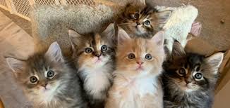 Florida maine coons by opticoons breeds authentic wow maine coons of various colors and patterns, reds, silvers, blues, tabbies, torbies and torties, all extra large, these kittens are often described as wow by our customers and followers. Kittens Small Haus Maine Coons