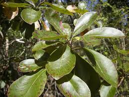 Image result for Terminalia tricristata