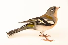 Image result for Afrosolen setifolius