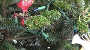 If you haven't picked your tree out yet, here are a few of my best tips. Christmas Tree Preservative Mythbusters Claireaccuhair Com
