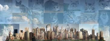 San diego cat show jan 27 & 28, 2018. San Diego Cats Kittens Kitties For Adoption Home Facebook