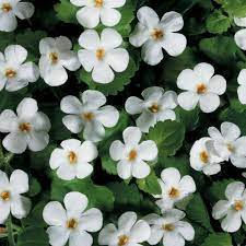 Snowstorm Giant Snowflake Bacopa In 2021 Bacopa Plant Bacopa Edging Plants
