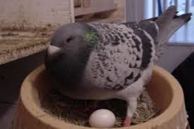 He has been breeding racing and homing. Building Consistency Pretzel Breeding Part 3 Of 6 Winning Pigeon Racing And Racing Pigeons Strategies Pigeon Insider
