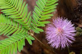 Pin On Plant