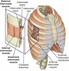 The rib cage has three important functions: Intercostal Muscle Strain Causes Symptoms Diagnosis Treatment Prognosis
