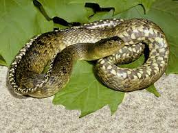 If you would like to watch a webinar where i describe several varieties of snakes in central florida and talk about basic do's and don'ts for snake emergencies, you can watch that webinar on youtube. Mississippi Green Watersnake