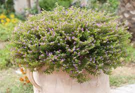 Fr?quence arrosage thym en pot. Thym Planter Et Tailler Ooreka