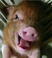 I Will Never Eat Bacon Again Cute Baby Pigs Pet Pigs Baby Pigs