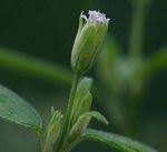 Image result for Blainvillea gayana