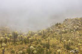 🌿 El susurro del páramo 🌿 En lo alto de las montañas, el páramo ...