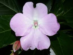 Image result for Balsaminaceae