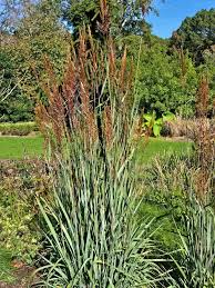Image result for Sorghastrum