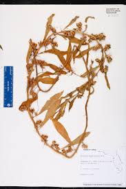 Image result for Hydrolea brevistyla