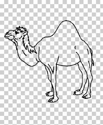 Camels and donkeys are studied together as pack animals, the camel being the domestic dromedary. Dromedary Bactrian Camel Coloring Book Child Baby Camels Child White Mammal Child Png Klipartz