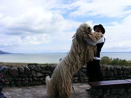 Image result for Komondor
