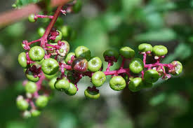 Regional names for the plant include poke, poke sallet, poke salad, and pokeberry. Hd Wallpaper Green Pokeweed Berries Plant Nature Poison Flora Fruit Wallpaper Flare