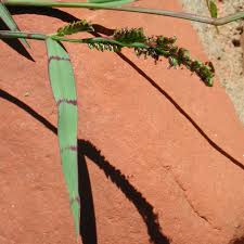 Image result for Echinochloa