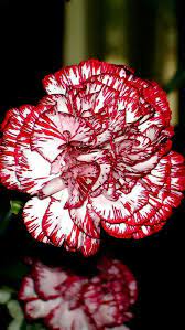 Pin By Lori Beth Mcalpin On Karafil Garofano Carnation Flower Carnation Plants Flowers