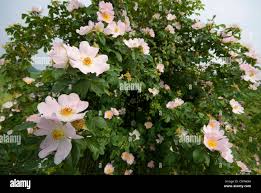 Image result for Momordica corymbifera