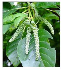 Image result for Hymenodictyon parvifolium