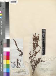 Image result for Cliffortia serpyllifolia