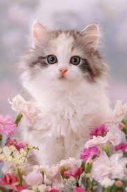 Visit funny cat world for the latest updates for cat content. Pin By Hunny Adam On Cute Cats Kittens Cutest Beautiful Kittens Cute Cats