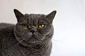 Fotos Gratis Negro Fauna Mascotas Bigotes Animales Vertebrado British Shorthair Gato De La Cara Gato Atigrado Europeo Pelo Corto Chartreux Gatos Pequenos A Medianos Gato Como Mamifero Gato Domestico De Pelo