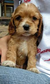 The english cocker spaniel is a breed of gun dog. A Pup Named Murphy He S A Red Cocker Spaniel With A Heart Of Gold Music Indieartist Chicago Red Cocker Spaniel Cute Dogs And Puppies Puppies And Kitties