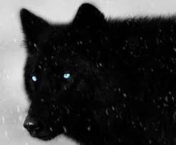 Just A Little Bit Creepy But Oh So Gorgeous Wolf With Blue Eyes Black Wolf Wolf Love