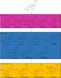 Image result for Trichilia prieuriana