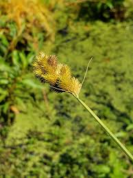 Image result for Carex sp.no.1