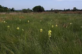 Image result for Orthochilus mechowii