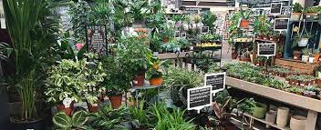 Why House Plants Are Good For Your Health Burston Garden Centre