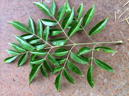 Image result for Melia azedarach