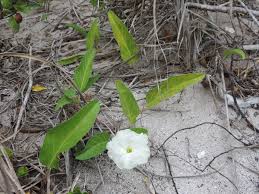 Image result for Ipomoea stolonifera