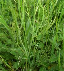 Image result for Oenanthe