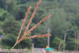 Image result for Phacelurus