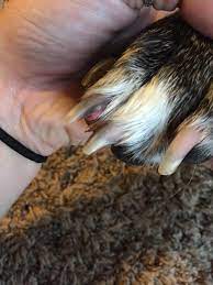 What Do I Do With My Dogs Nail That He Broke And The Quick Is Exposed Petcoach