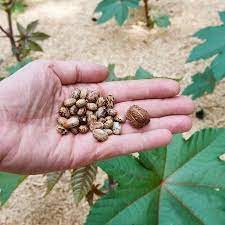 More images for mamona » Pesquisador E Acusado De Comprar 800 Mamonas Para Producao De Veneno